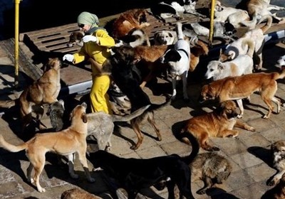“سگ‌های ولگرد” در حال تبدیل به یک فاجعه ملی و تهدید بزرگ جان شهروندان